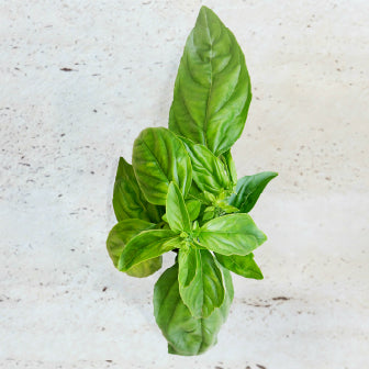 How to Sow and Grow: Basil – Sow Grow Eat