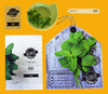 Mint - Herb Growing Kit in a Satchel